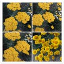 후리지아구근/예뿐꽃모종들 이미지