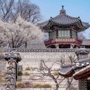 4월4일(토)창경궁 정문 오후1시30분 홍매화(개나리.진달래)산책 돈화문 가볍게 걷기(공학 학우 누구나 참석가능 정회원 환영) 이미지