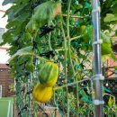 무덕유치원 이미지