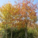 단풍나무 농장 이미지