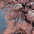 송광사&벚꽃길 이미지