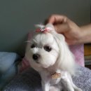 콧대높은 개 이미지