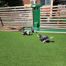 하울 애견 유치원 이미지