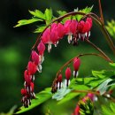 아름답개 이미지