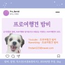 동양세탁 | [강아지 유럽여행] 독일 프랑크푸르트 에어비앤비 강아지 동반 가능 숙소 후기
