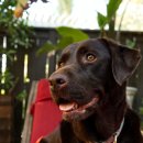 그루밍펫살롱 이미지