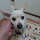 메디힐동물병원 이미지