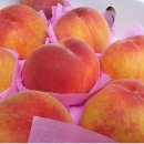 복숭아 이미지