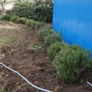 로즈마리숲 이미지