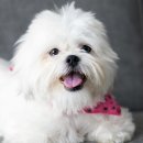 시흥24시센트럴동물의료센터 이미지