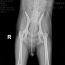 부평 모모 동물병원 이미지