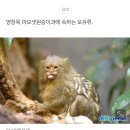 간식먹는 피그미마모셋 이미지