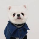 그레잇도그 이미지