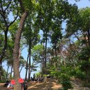 잣나무숲 | 서울 금천 호압사 힐링산책로 &amp; 야외공연 후기｜잣나무 힐링숲을 찾다 만난 감동 무대