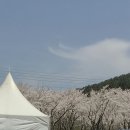 골체오름 | 제주 골체오름 벚꽃 명소 추가요! | 2026 제주 벚꽃축제 숨은 스팟 실시간 후기