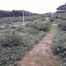 충주전원/ 충주시 수안보면토지5151평(17029m²) )계획관리 매평당30만 이미지