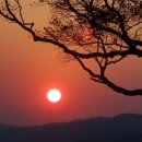 희망의 나무 休 이미지