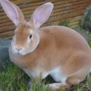 펫프랜즈 이미지