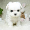 동일애견샵 이미지