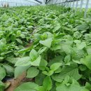 산채건강마을 이미지