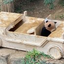 바오의선물