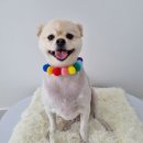 오구오구 펫살롱 이미지