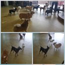 개놀자까페 이미지