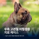 (구)한일병원2(우측) | 우측 고관절 이형성증 치료 케이스, 수술적 교정과...예후 관리 - 인천동물병원·청라동물병원 치료 후기
