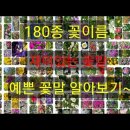 180종 꽃이름 재미있는 꽃말 예쁜 꽃말 모음 이미지