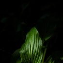 성남시 식물원 Daum카페