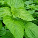 순만농장 이미지