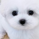 온퍼피 프리미엄 전주강아지분양 본점 이미지