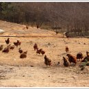 김제 황산면 &#39;봉황농장&#39; 이미지