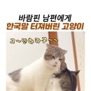 OK 닭장의 결투 이미지