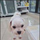 펫밀리 | 신림애견호텔 믿음직했던 펫밀리가든 후기