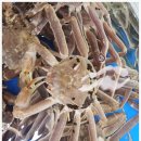 신쭈꾸미해남점 - 해남군 구교3길 20 | 🦀 소래포구맛집 해남수산에서 대게·킹크랩 제대로 즐긴 날, 이래서 사람들이 줄 서는구나!
