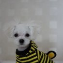 화목종합동물병원 네이버블로그