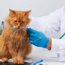 코리아동물병원 이미지