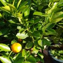 수원시 팔달구 팔달문로81번길 이미지