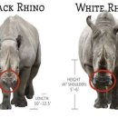 검정코뿔소와 흰코불소의 간단한 차이 알아보기 이미지