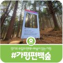 편백나무숲 | [가평 편백나무숲] 경기도 유일의 편백나무숲, 초롱이 둥지마을 편백나무 오솔길(2025)