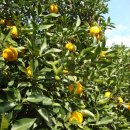 유자향기 이미지