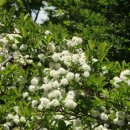 나무에서 이미지