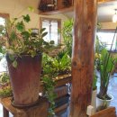 예천동부초등학교 | 경북 예천 아이랑 가볼만한곳 체험 카페 신라식물원 가격/이용팁/후기