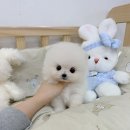 CU안산이동드림점 | 안산강아지분양 수원드림독 견종백과 포메라니안편