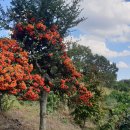 금수산 농원 이미지