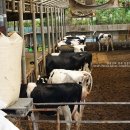 조민목장 이미지