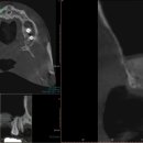 365안락한치과의원 이미지