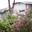 하늘빛으로 물든새 이미지