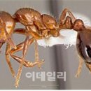 불개미 이데일리